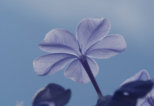 Nature sur fond bleu